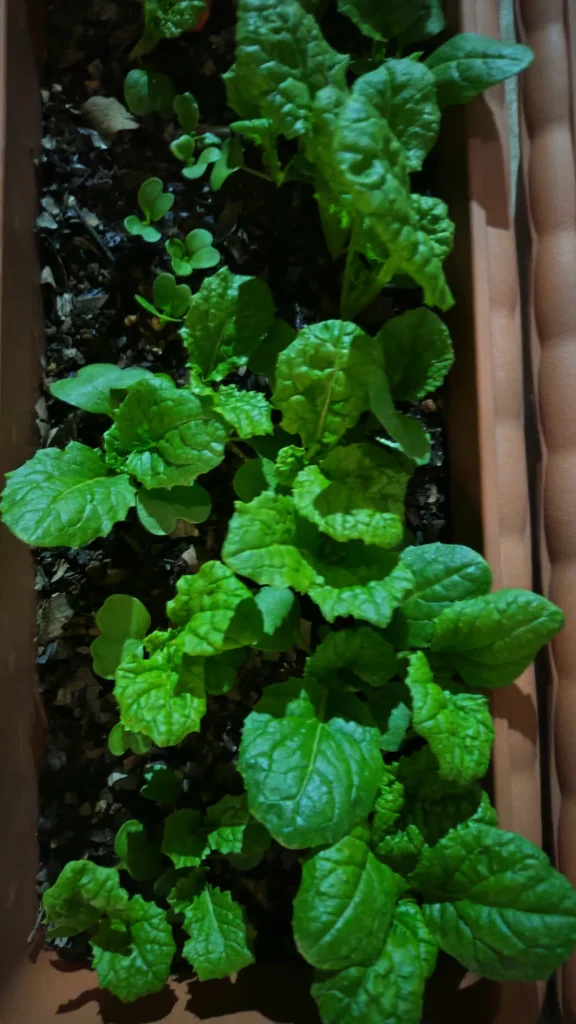 菜の花②